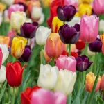 wykorzystanie tulipanów