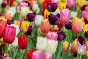 wykorzystanie tulipanów